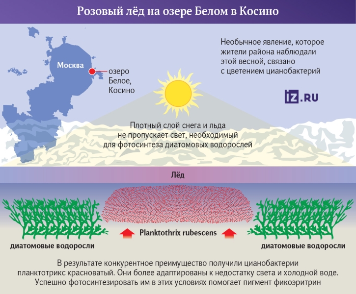 Зов «бургундской крови»: ученые нашли причины розового льда в Косино