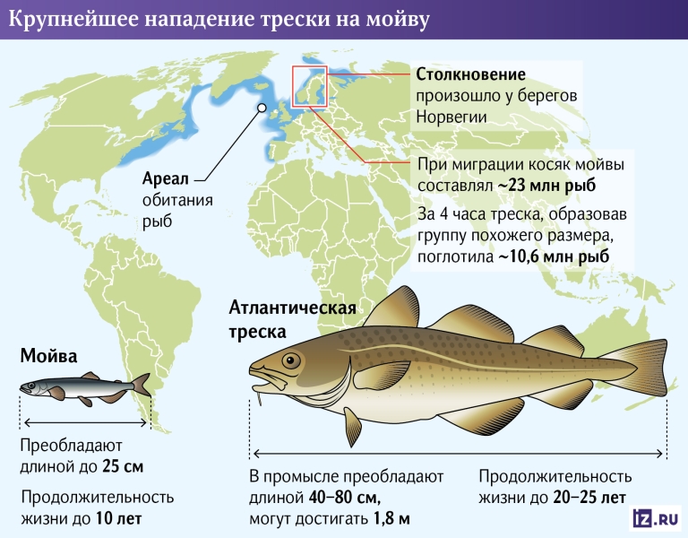 Битва за Атлантику: к чему приведет крупнейшее нападение трески на мойву