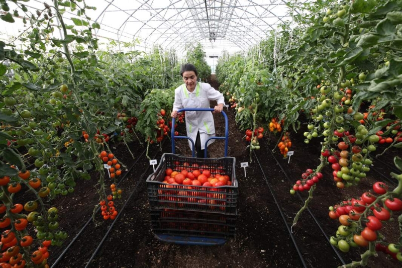 Продуктовая разница: какие меры принимает кабмин для стабилизации цен на товары