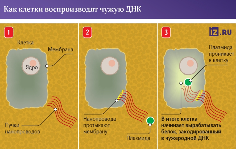 Не без провода: специалисты научили клетки воспроизводить «чужие» ДНК