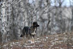 Наличие сверхспособностей у чернобыльских собак опровергли