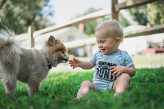 Общение с собаками оказалось полезным для здоровья