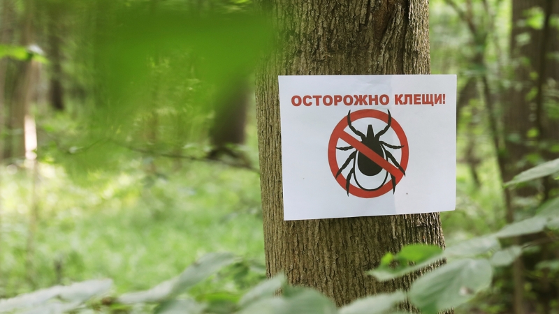 Смертельная лихорадка: в России от укусов клещей умерли два человека