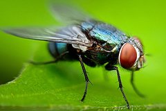 Мухи оказались возможными переносчиками птичьего гриппа